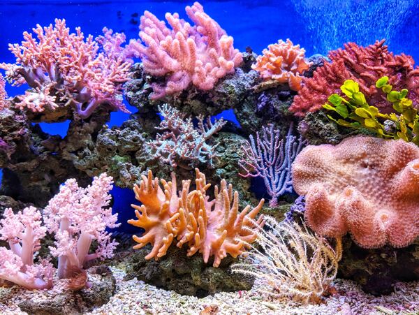 珊瑚珊瑚礁海底