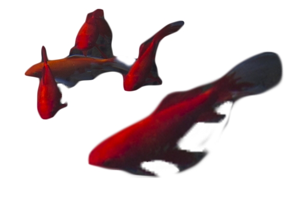 一群红鱼大大小小