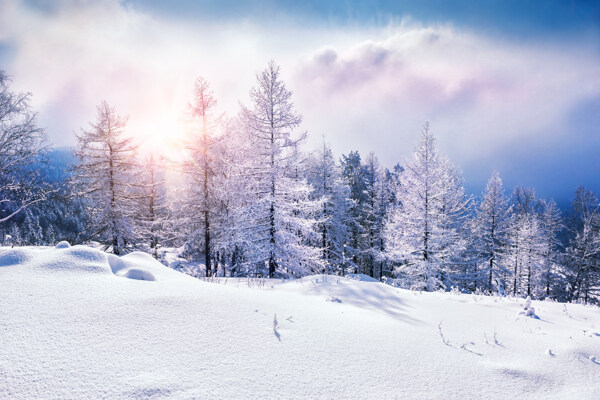 冬天树木雪景