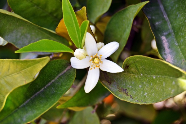 白色茉莉花