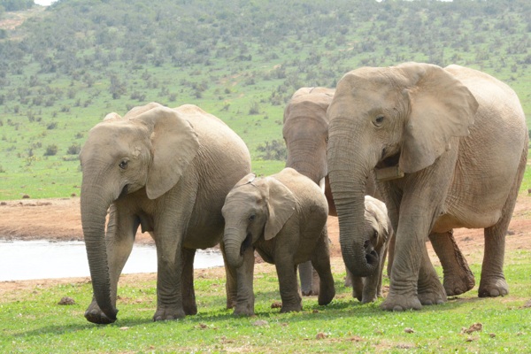 南非野生大象群