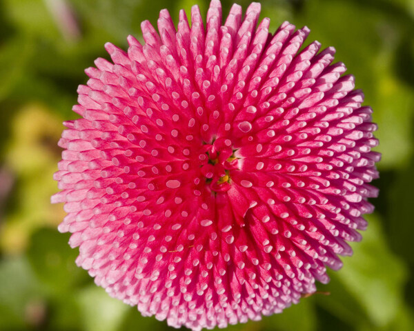 位圖植物攝影寫(xiě)實(shí)花卉花朵數(shù)碼照片免費(fèi)素材