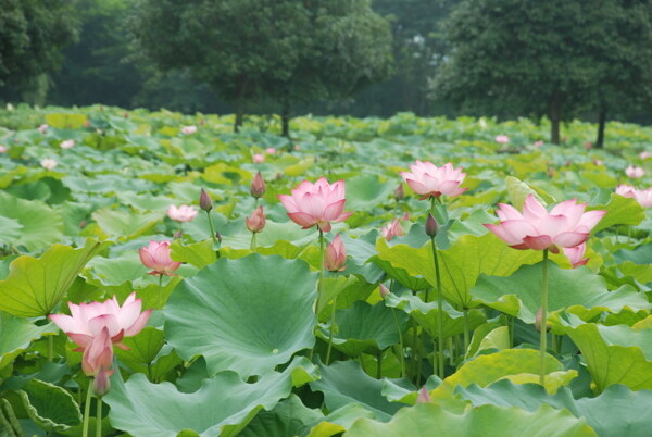 莲花图片