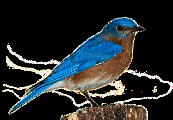 蓝色羽毛小鸟图片免抠png透明图层素材