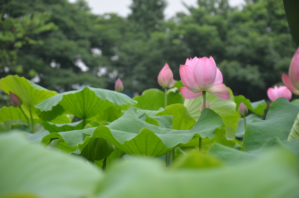 池塘荷花