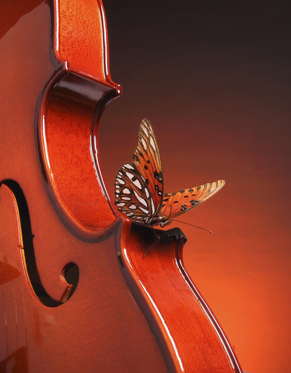停在小提琴上面的蝴蝶图片