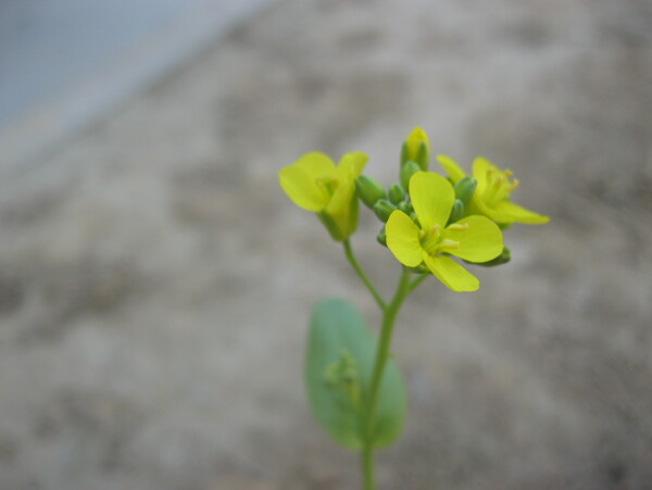 油菜花图片