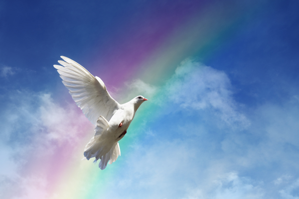 彩虹天空中飞翔的白鸽