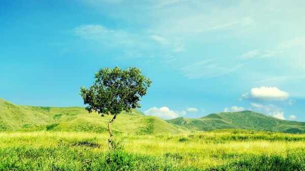 自然草原风景图