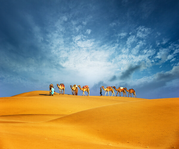 沙漠上的骆驼队图片