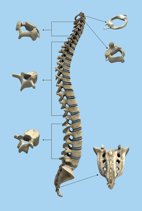 人体脊柱图