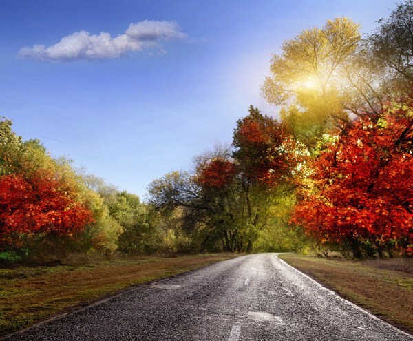 秋天的道路图片