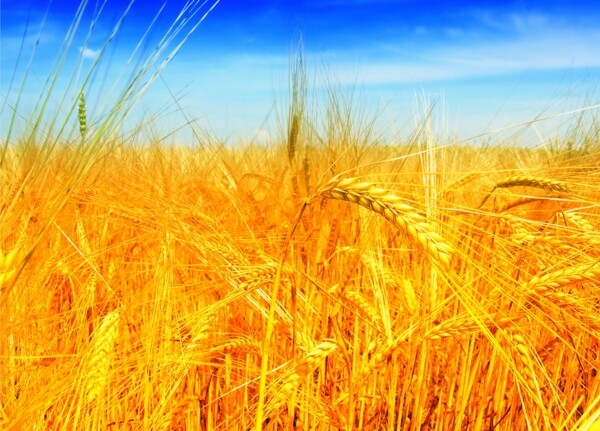 天空麦子麦穗