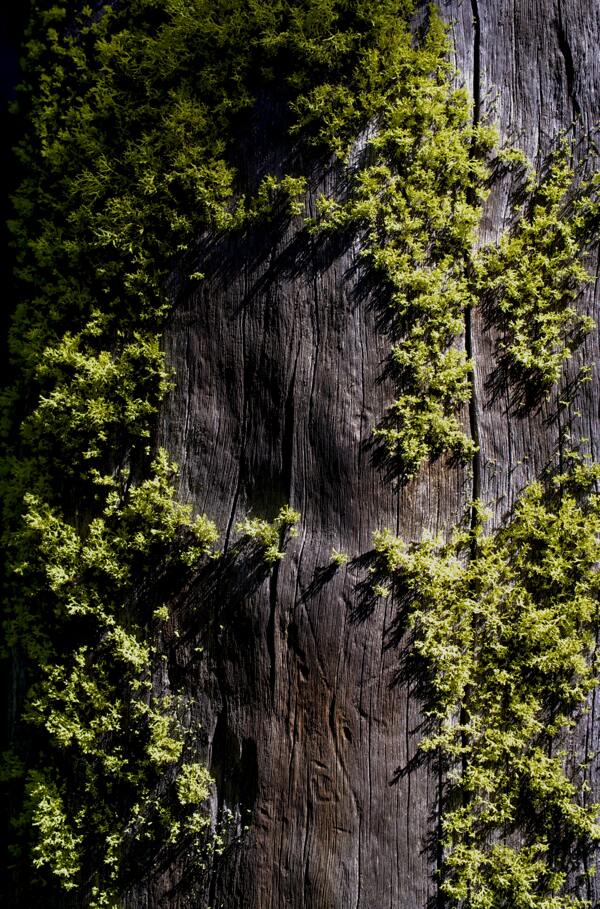 青苔苔藓潮湿木板背景素材