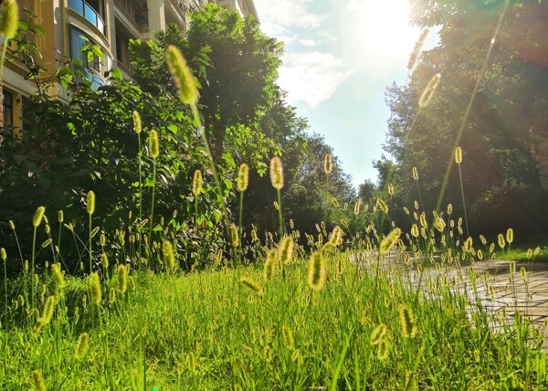 马尾草的夏天图片