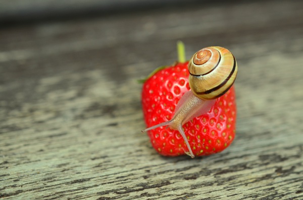 蜗牛草莓