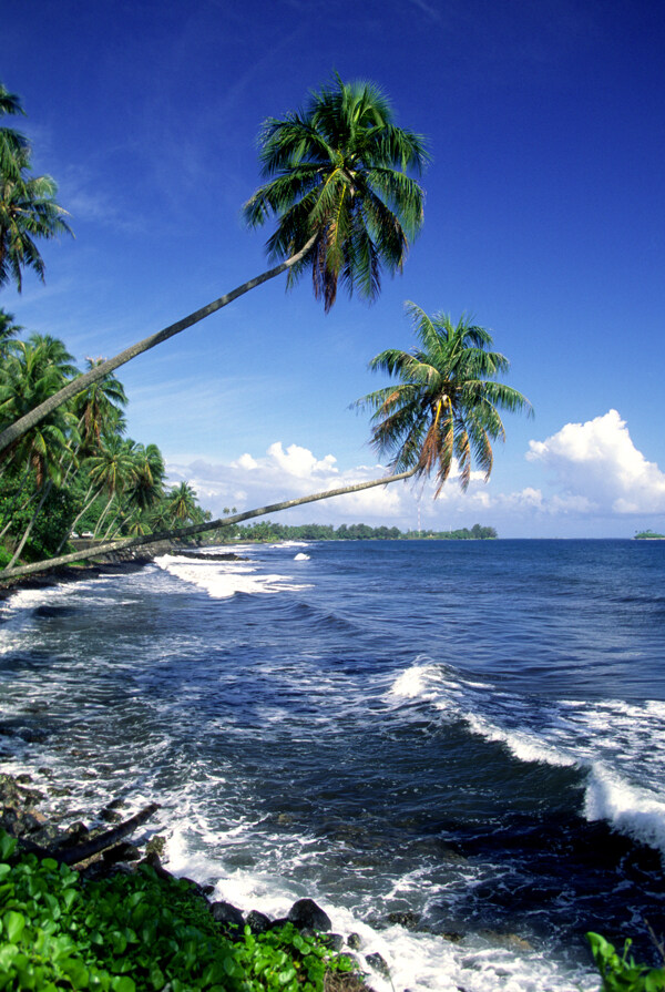 椰树与海浪图片