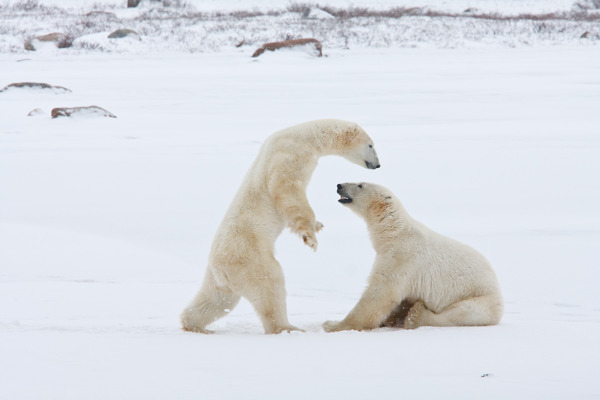 北极的北极熊王