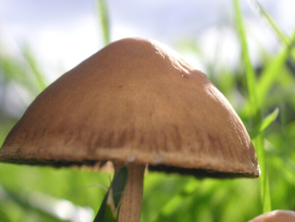 大蘑菇图片