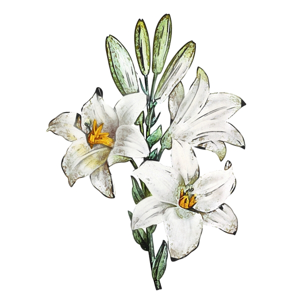 手绘花卉百合白色植物水彩元素