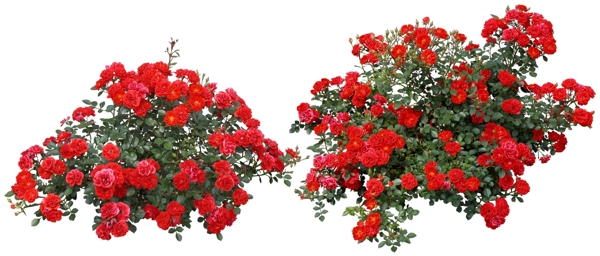 免抠红色花丛节日花坛设计效果图素材