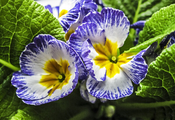 位图植物图案花朵写实花卉野花免费素材