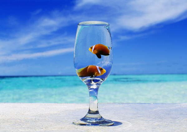 水晶玻璃杯里的金鱼图片