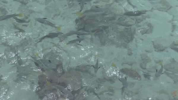 塔希提的热带鱼群2股票的录像