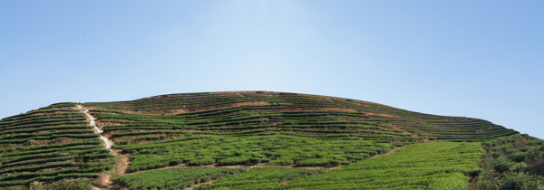 茶山图片