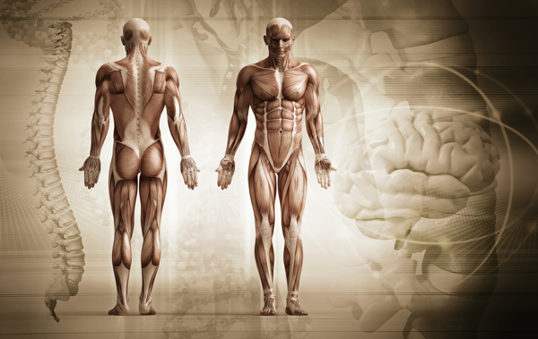 人体肌肉组织图图片