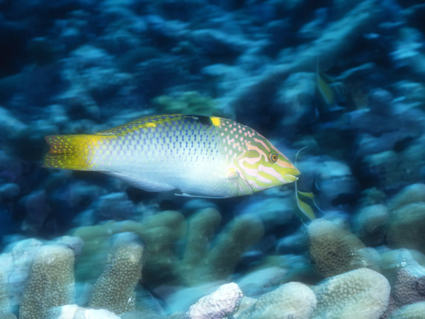 海洋生物