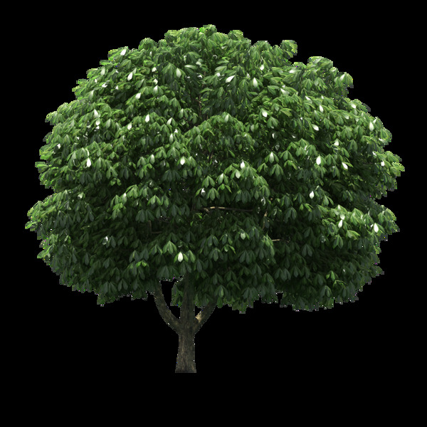 一棵绿树png元素素材