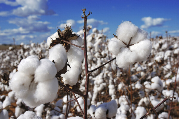 田野上的棉花系列二图片