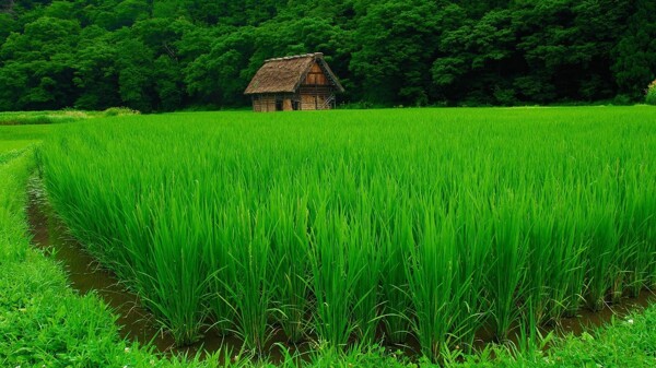 稻田