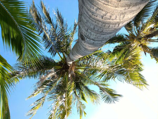 仰视椰树摄影图片