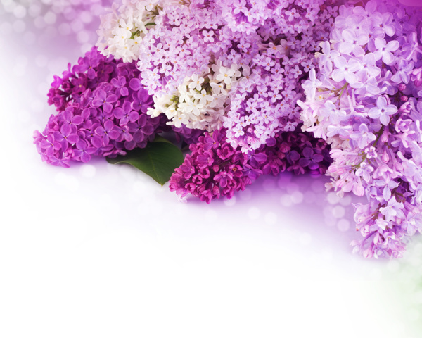 紫色花儿