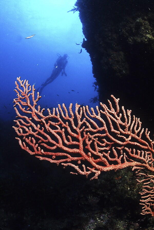 海洋生物图片