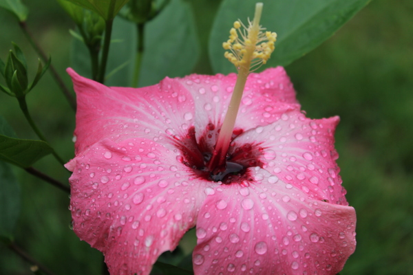 雨后木芙蓉花卉