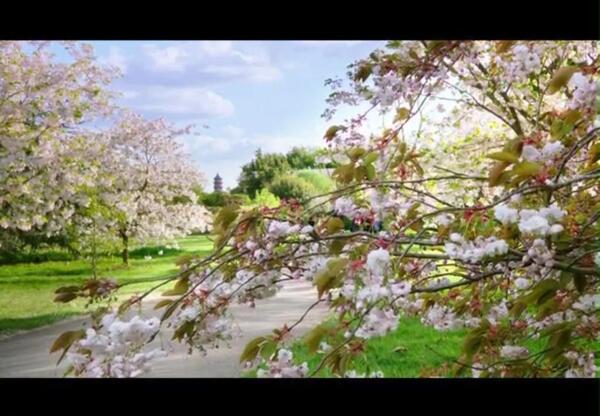春暖花开视频素材图片