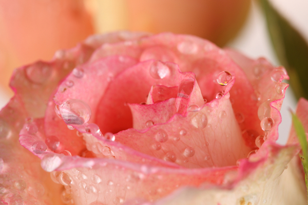 水珠粉色玫瑰花