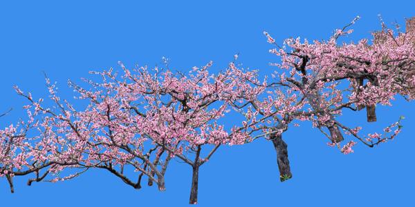 桃树果树灌木类植物素材