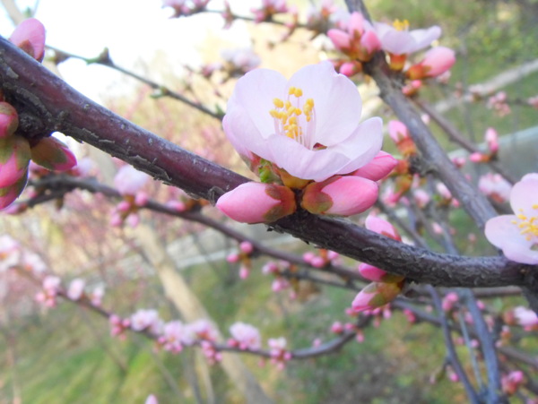 桃花图片