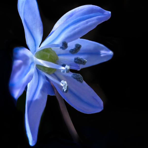 位图植物摄影写实花卉花朵百合免费素材