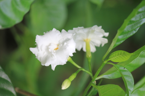 狗牙花图片