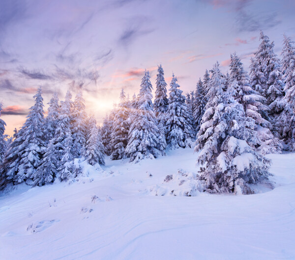 美丽森林雪景