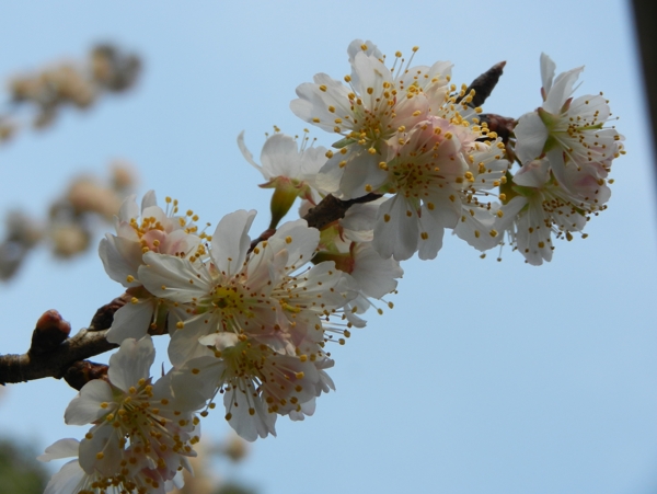 樱桃花