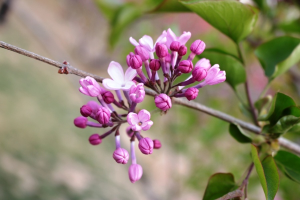 丁香花图片