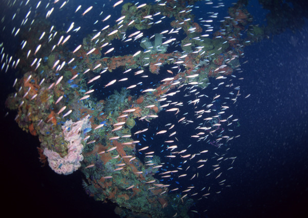 海洋生物