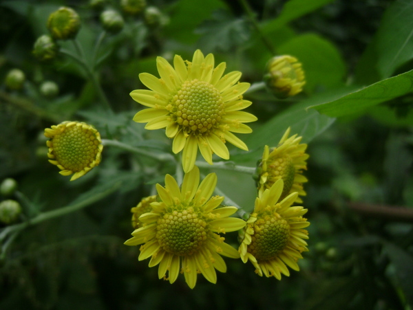 黄色野菊花