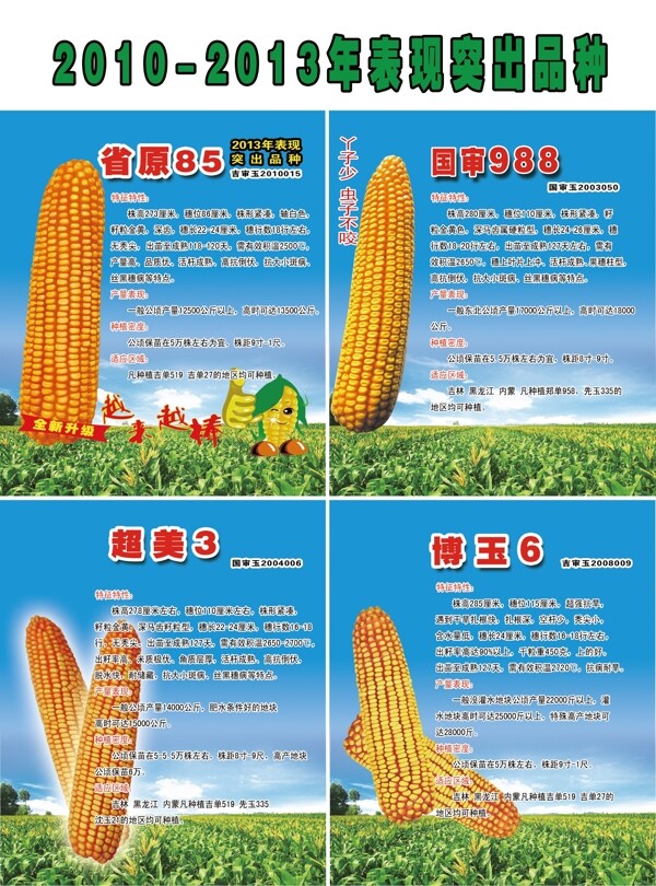 玉米种子图片